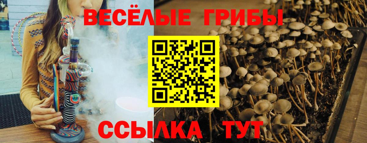Псилоцибиновые грибы мицелий Кисловодск