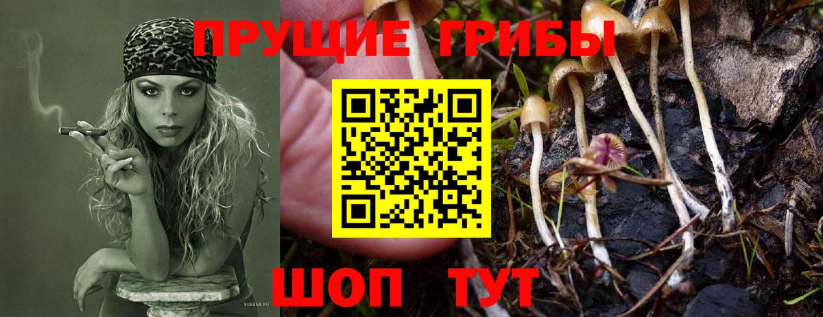 Кисловодск  Псилоцибиновые грибы Psilocybine cubensis  Вход с VPN 